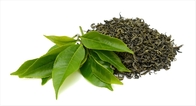Lowering Cholesterol Green Tea Extract Powder 50% EGCG 989-51-5