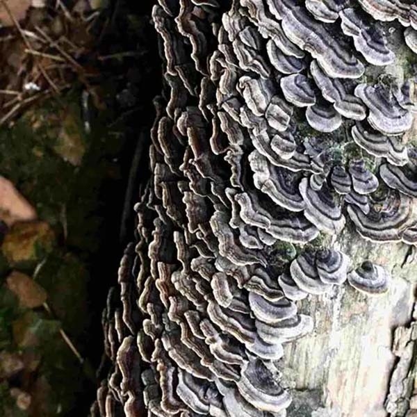 Coriolus Versicolor chiết xuất 10% ~ 50% Polysacchrides PSK PSP Turkey Tail Chiết xuất nấm