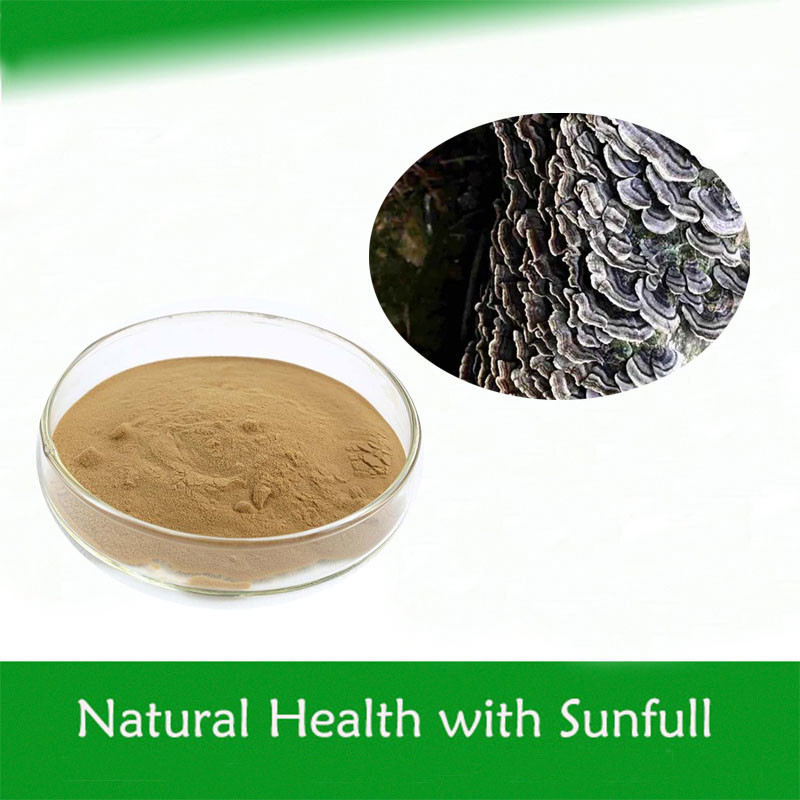 Coriolus Versicolor chiết xuất 10% ~ 50% Polysacchrides PSK PSP Turkey Tail Chiết xuất nấm