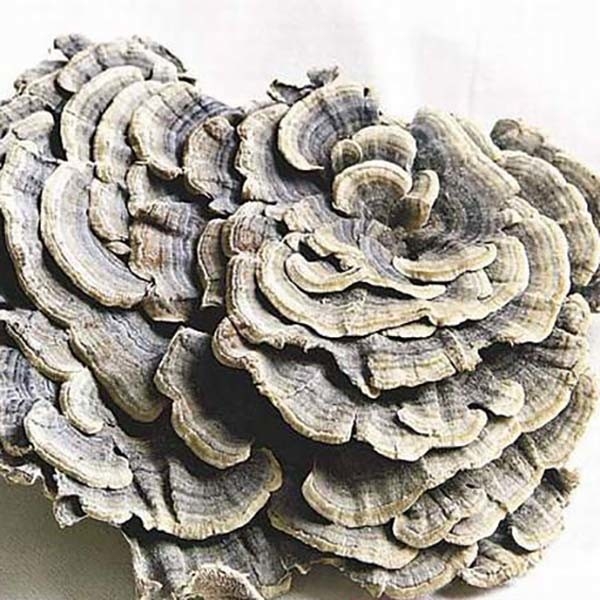 Coriolus Versicolor chiết xuất 10% ~ 50% Polysacchrides PSK PSP Turkey Tail Chiết xuất nấm