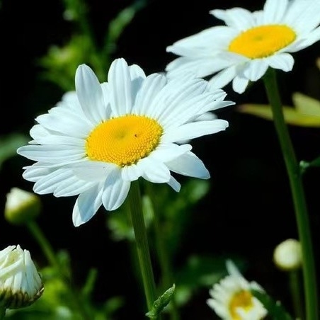 Chất chiết xuất Pyrethrum 25% 50% 70% Pyrethrins Thuốc trừ sâu tự nhiên đối với kiểm soát dịch hại thân thiện với môi trường