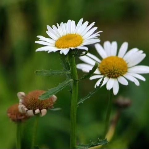 Chất chiết xuất Pyrethrum 25% 50% 70% Pyrethrins Thuốc trừ sâu tự nhiên đối với kiểm soát dịch hại thân thiện với môi trường