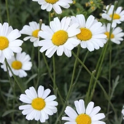 Chất chiết xuất Pyrethrum 25% 50% 70% Pyrethrins Thuốc trừ sâu tự nhiên đối với kiểm soát dịch hại thân thiện với môi trường