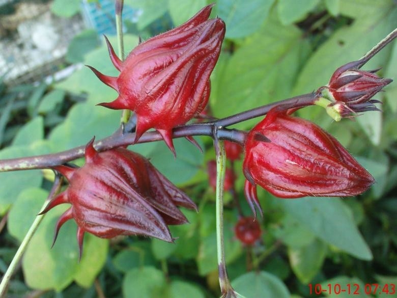 Chiết xuất hoa Hibiscus đỏ - Chiết xuất thảo dược cho các sản phẩm cao cấp