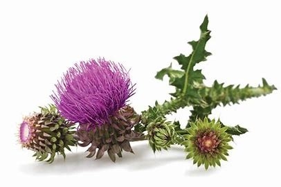 Cây thảo mộc sừng sữa chiết xuất 80% silymarin Nature's Guardian for Liver Health & Detox