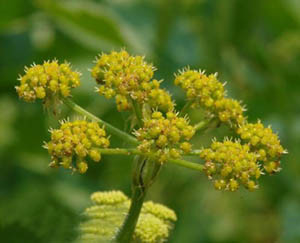 Chất chiết xuất Rhizome Atractylodes giống như thanh kiếm 10: 1The Gold Standard For Blood Vitality & Women'S Wellness