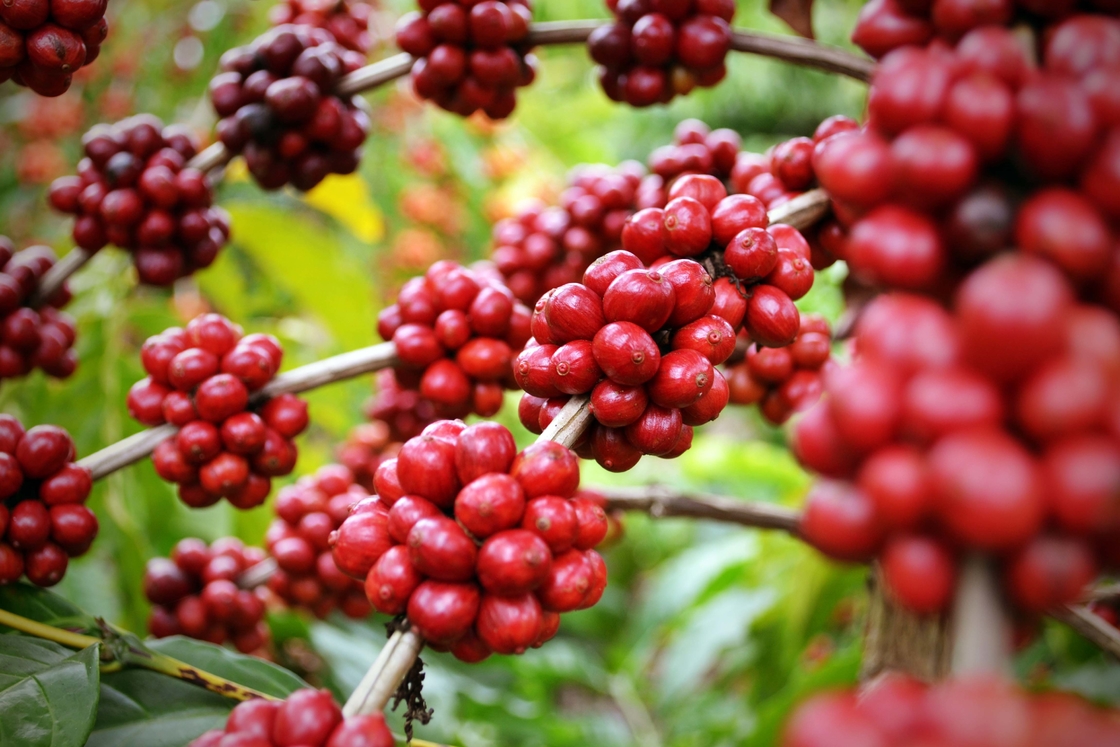 Cải thiện sức khỏe của bạn với chiết xuất thảo mộc tự nhiên SA-Herbal Schisandra Berry Extract 10:1