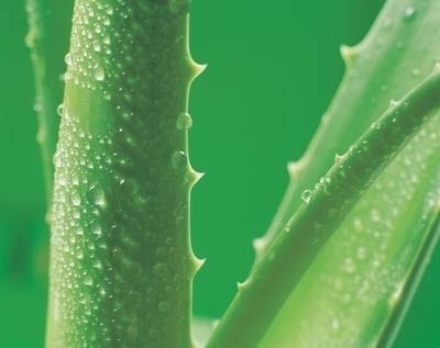 20Aloe Vera chiết xuất Aloe Vera Gel đông lạnh bột khô cho mỹ phẩm