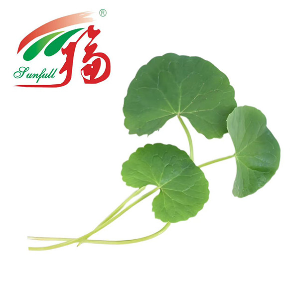 Nhà máy mỹ phẩm chiết xuất Gotu Kola chiết xuất 80% Asiaticoside để chăm sóc da, sửa chữa rào cản và chống kích thích, cho da nhạy cảm hoặc dễ bị mụn trứng cá