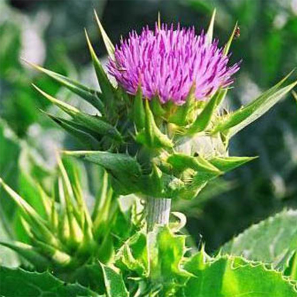 Chất chiết xuất 40% Silymarin Milk Thistle: Thành phần đáng tin cậy, có năng suất cao cho các giải pháp chăm sóc gan cao cấp