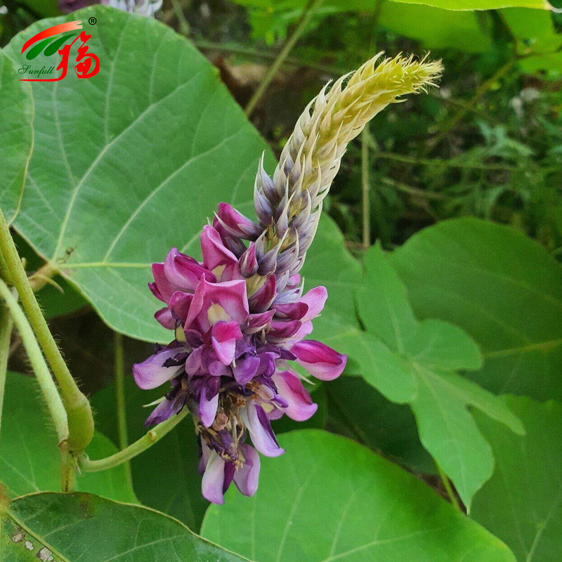 Trung Quốc Nhà máy chiết xuất gốc Kudzu tự nhiên Puerarin với 25% 60% 98% Cho tùy chọn