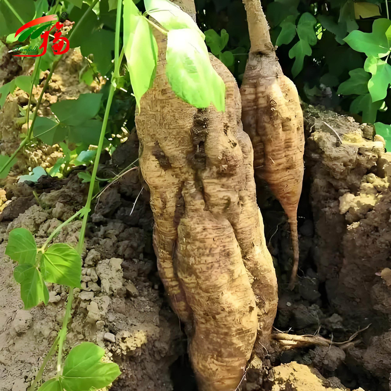 Trung Quốc Nhà máy chiết xuất gốc Kudzu tự nhiên Puerarin với 25% 60% 98% Cho tùy chọn