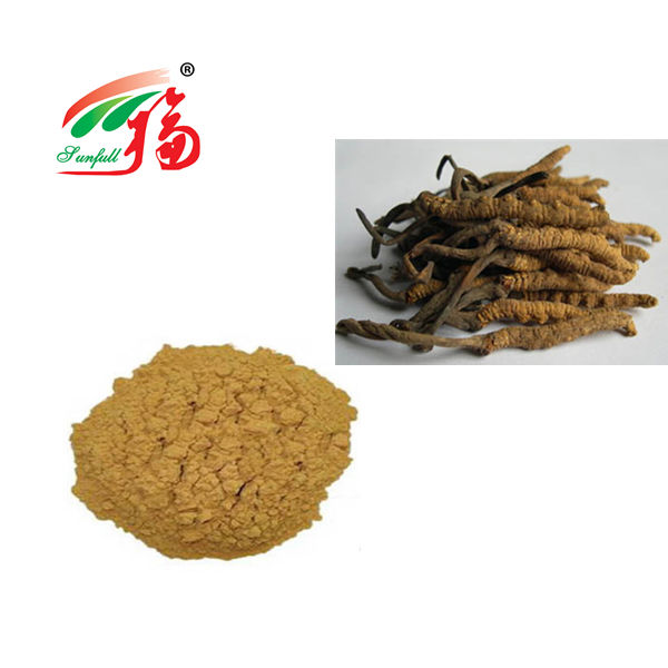 Cordyceps nấm bột 80 lưới để hỗ trợ miễn dịch 25kg trống