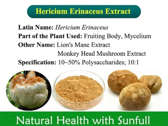 Chiết xuất Hericium Erinaceus 10% Polysaccharides Dạng bột mịn màu vàng nâu dùng cho bệnh dạ dày và bảo vệ gan