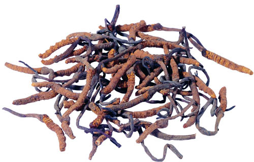 Bột màu vàng nâu mịn loại thực phẩm Cordyceps Sinensis chiết xuất cho các sản phẩm chăm sóc sức khỏe