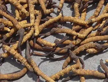Bột chiết xuất Cordyceps Sinensis với 10% Polysaccharide, có tác dụng chống viêm, bột màu vàng nâu mịn