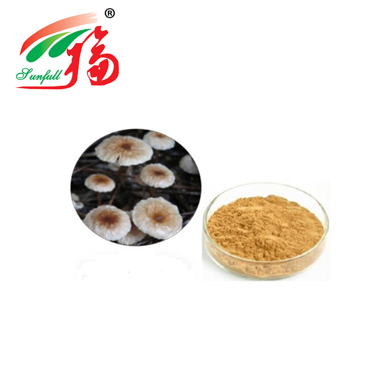 Bột chiết xuất nấm Marasmius Androsaceus chất lượng cao, kích thước 80 mesh, thời hạn sử dụng 2 năm và công suất sản xuất 20 tấn/năm