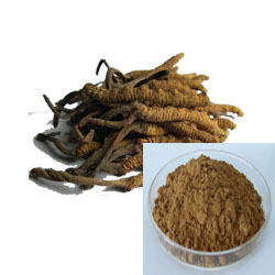 Bột màu vàng nâu mịn Chiết xuất Đông trùng hạ thảo Cordyceps Sinensis loại thực phẩm dùng cho sản phẩm chăm sóc sức khỏe