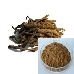 Bột màu vàng nâu mịn Chiết xuất Đông trùng hạ thảo Cordyceps Sinensis loại thực phẩm dùng cho sản phẩm chăm sóc sức khỏe
