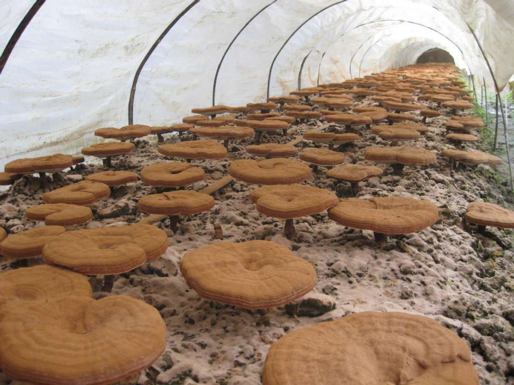 Chiết xuất Nấm Linh Chi 50% Polysaccharides từ Quả thể cho Thực phẩm Chức năng và Sản phẩm Chăm sóc Sức khỏe