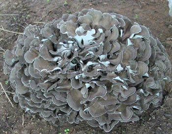 Maitake nấm chiết xuất bột 10% polysaccharides cho thực phẩm chức năng và các sản phẩm chăm sóc sức khỏe trong màu nâu mịn vàng bột cho thuốc và viên nang ứng dụng để tăng cường miễn dịch