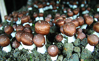 Bột chiết xuất Agaricus Blazei với 20% Polysaccharides dùng cho thực phẩm chức năng và các sản phẩm chăm sóc sức khỏe, dạng bột mịn màu vàng nâu, dùng cho ứng dụng viên nén và viên nang