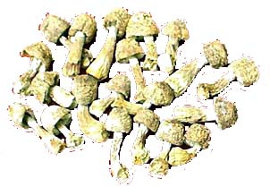 Bột chiết xuất Agaricus Blazei với 50% Polysaccharides dùng cho thực phẩm chức năng và các sản phẩm chăm sóc sức khỏe