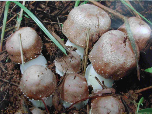 Agaricus Blazei chiết xuất bột với 20% polysaccharides cho thực phẩm chức năng và các sản phẩm chăm sóc sức khỏe