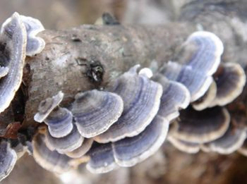 Chiết xuất Coriolus Versicolor 20% Polysaccharides Bột nấm đuôi gà để điều hòa lượng đường trong máu và giảm đờm