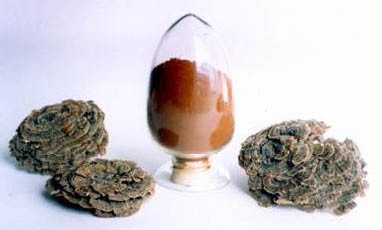 Coriolus Versicolor Extract 30% Polysaccharides cho thực phẩm chức năng với điều chỉnh lượng đường trong máu và giảm chất nhầy