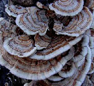 Coriolus Versicolor chiết xuất 20% polysaccharides cho thực phẩm chức năng với điều chỉnh lượng đường trong máu và giảm mủ