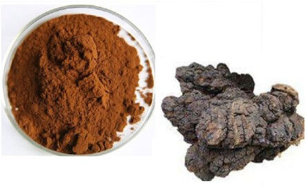 Chiết xuất Chaga 10% Polysaccharides Bột màu vàng nâu mịn cho thực phẩm chức năng và các sản phẩm chăm sóc sức khỏe