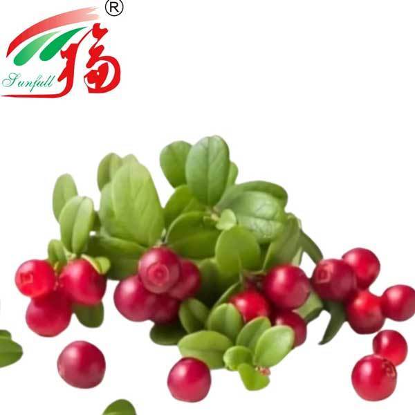 Bearberry Extract  Cosmetic Additives Plant Extract 98% Ursolic Acid Ursi Extract Bearberry Leaf Extract for Skin Care Factory Supply 25~98% Arbutin Powder