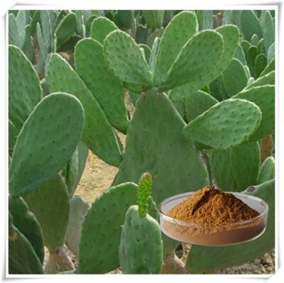 Chiết xuất Xương rồng (Thân, Quả & Lá) - Chiết xuất thực vật tự nhiên dưỡng ẩm & chống oxy hóa cho sản phẩm chăm sóc da, mỹ phẩm và sản phẩm chức năng