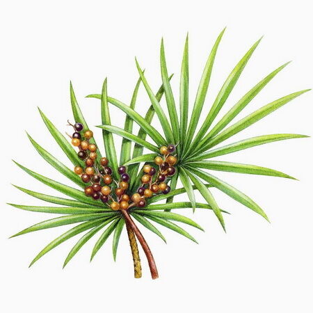 Chiết xuất Cọ Lùn Hàm lượng Cao 45% Axit Béo (Serenoa Repens) - Tinh chất Cao cấp Hỗ trợ Sức khỏe Tuyến Tiền Liệt & Công thức Tiên tiến