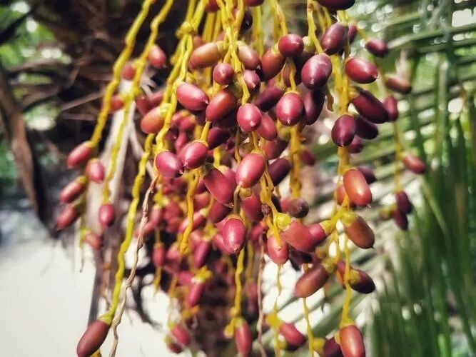 Chiết xuất Cọ Lùn Hàm lượng Cao 45% Axit Béo (Serenoa Repens) - Tinh chất Cao cấp Hỗ trợ Sức khỏe Tuyến Tiền Liệt & Công thức Tiên tiến