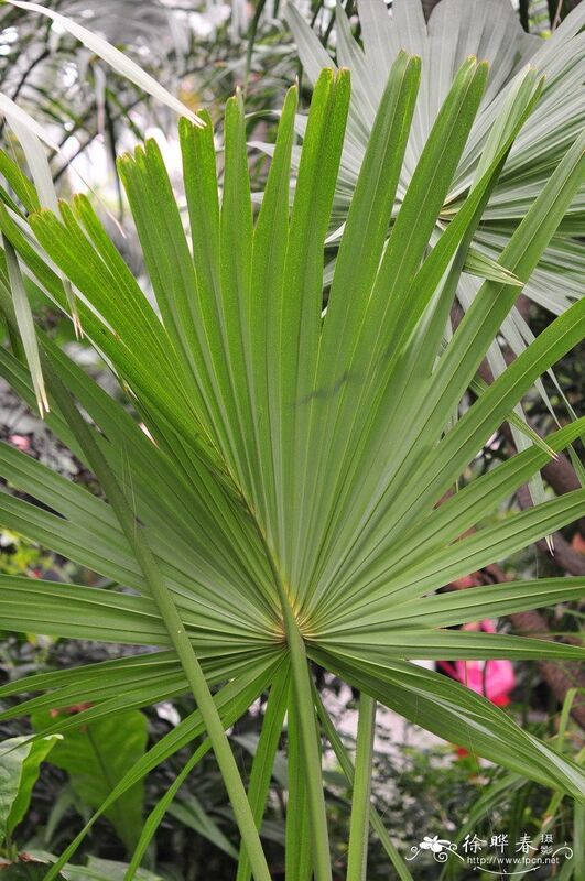 Chiết xuất Cọ Lùn Hàm lượng Cao 45% Axit Béo (Serenoa Repens) - Tinh chất Cao cấp Hỗ trợ Sức khỏe Tuyến Tiền Liệt & Công thức Tiên tiến