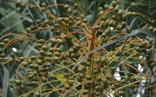 Chiết xuất Cọ Lùn Hàm lượng Cao 45% Axit Béo (Serenoa Repens) - Tinh chất Cao cấp Hỗ trợ Sức khỏe Tuyến Tiền Liệt & Công thức Tiên tiến