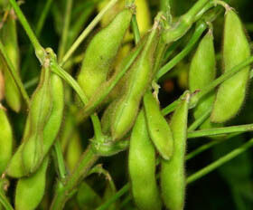 Bột chiết xuất Isoflavone đậu nành – Phytoestrogen tự nhiên từ đậu nành cho các ứng dụng thực phẩm dinh dưỡng và thực phẩm chức năng