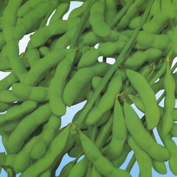 Bột chiết xuất Isoflavone đậu nành – Phytoestrogen tự nhiên từ đậu nành cho các ứng dụng thực phẩm dinh dưỡng và thực phẩm chức năng