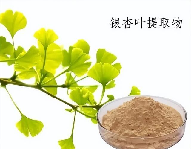 100% hòa tan trong nước tự nhiên 24% Ginkgolides Ginkgo Biloba lá chiết xuất bột cho thực phẩm bổ sung