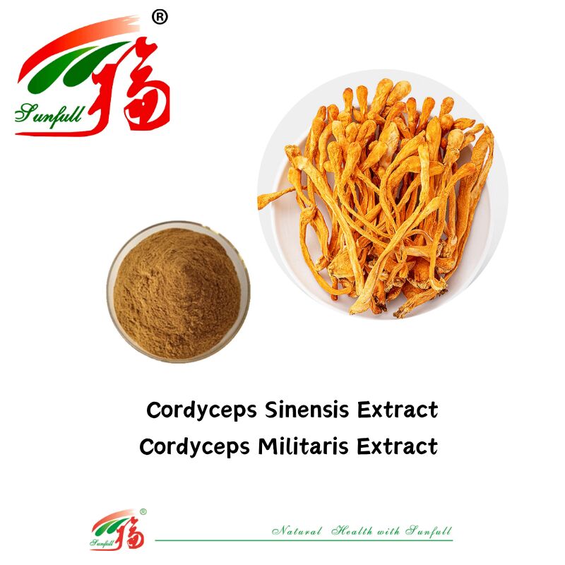 Hunan Sunfull bổ sung chế độ ăn uống Agaricus Subrufescens/Hericium Erinaceus/Antrodia/Cordyceps Sinensis/Coriolus Versicolor/Trứng chiết xuất nấm