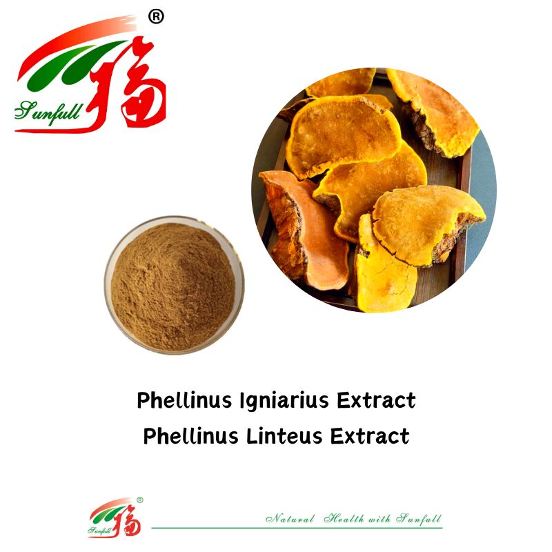 Thành phần hữu cơ tự nhiên Các chất bổ sung chế độ ăn uống Polysaccharide 10-30% Phellinus Igniarius /Ganoderma Lucidum /Chaga /Maitake / Shiitake