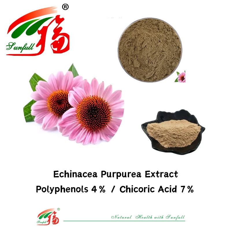 Dược liệu thực vật hữu cơ Bổ sung chế độ ăn uống Polyphenols 7% axit Cichoric 4% bột Echinacea Purpurea chiết xuất