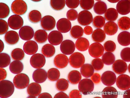 Sunfull Cấp Thực Phẩm Chất Chống Oxy Hóa Cung Cấp Sức Khỏe Chất Lượng Cao 1%-10% Chiết Xuất Haematococcus Pluvialis Tự Nhiên/Bột Astaxanthin