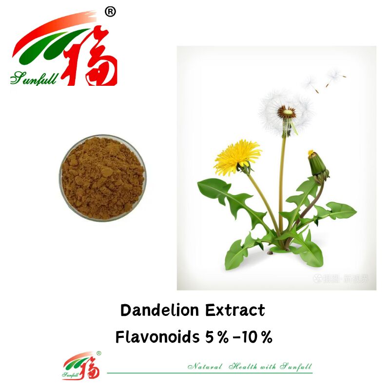 Thức ăn Dandelion Cây thảo Dandelion lá chiết xuất bột Flavonoid tự nhiên 5% - 10% Organic Dandelion chiết xuất