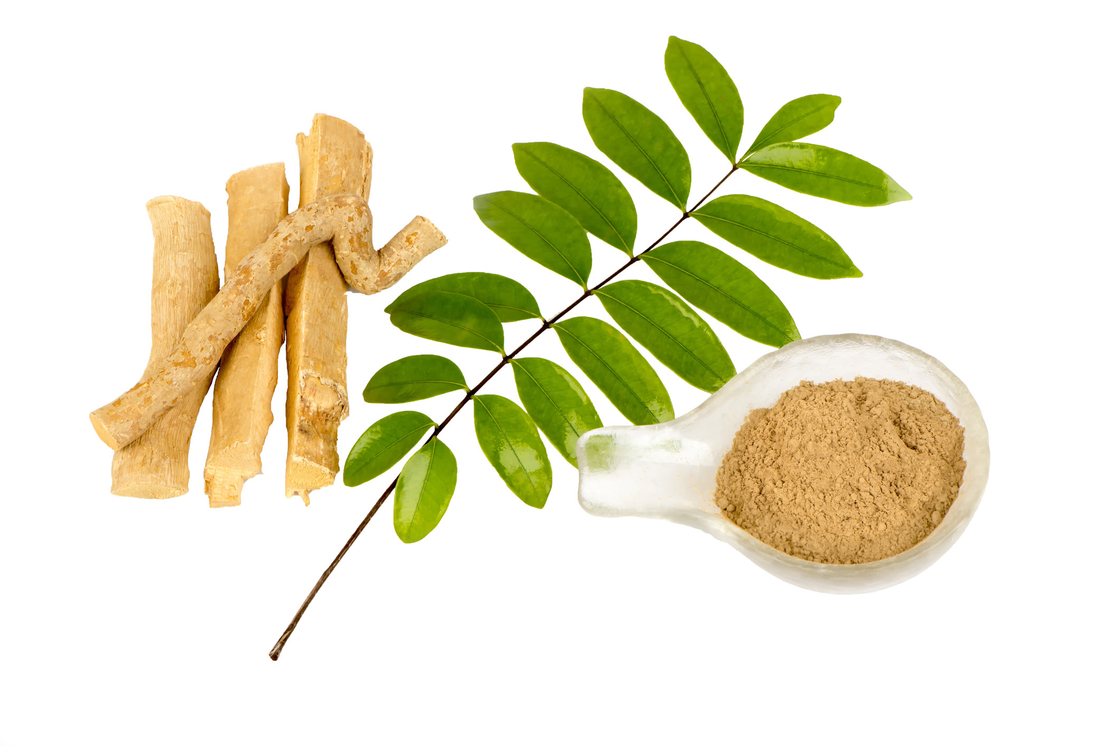 0,5% chiết xuất Eurycomanone Bột chiết xuất rễ Eurycoma longifolia cho hoạt động chống nhiệt