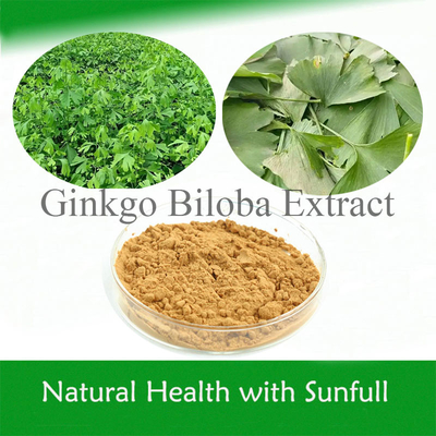 Ginkgo Biloba PE 24% tổng lượng Flavones 6% Terpene Lactones 5ppm cho sức khỏe tim