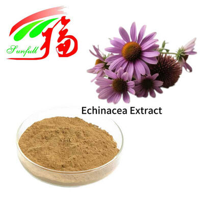 Chất chiết xuất Echinacea 4% Polyphenols 1% 4% axit Cichoric Echinacoside Chất chiết xuất Echinacea Purpurea